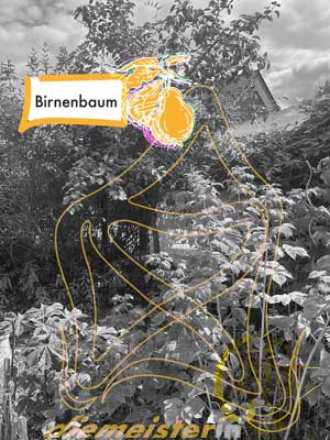 Birnenbaum
